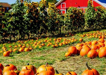 5 Things to do in the North Shore: October 21