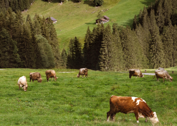 A Brief History of Austrian Cheese