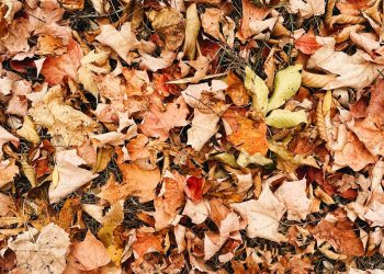 Fall leaves on the ground