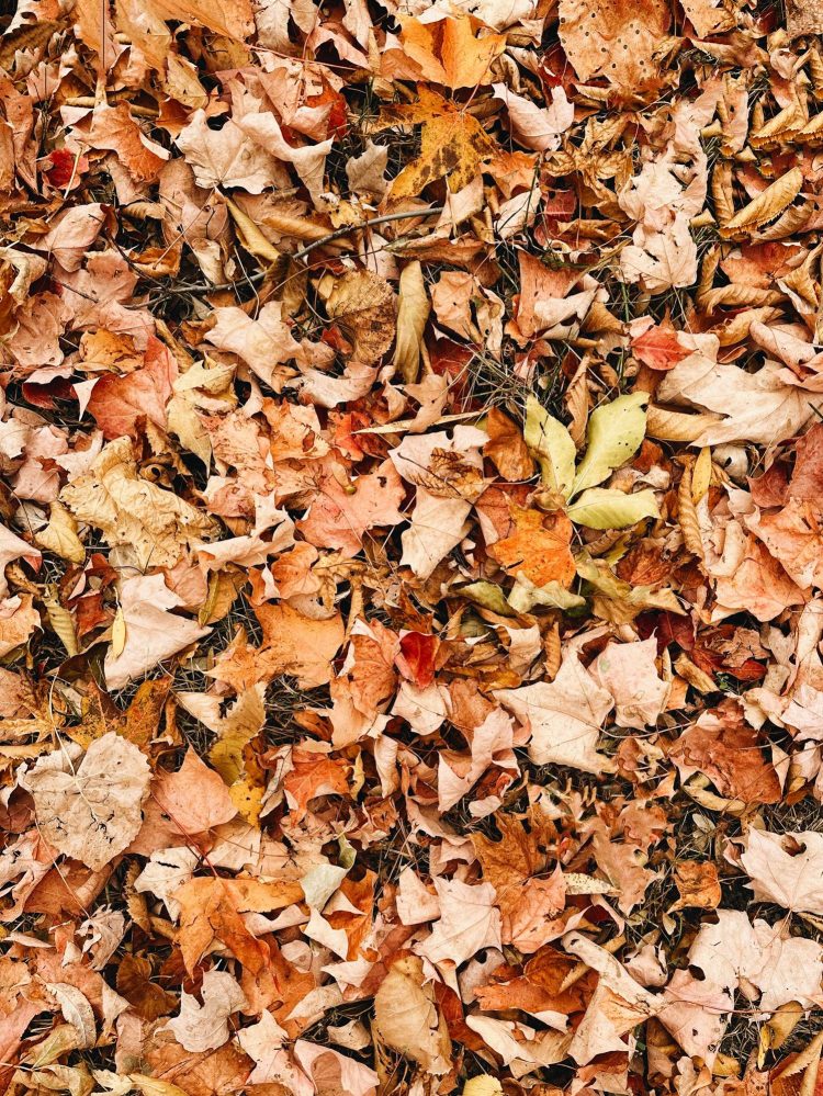 Fall leaves on the ground