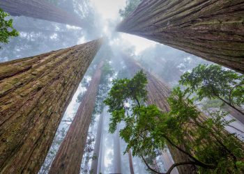 The Complete Guide to Visiting Redwood National Park