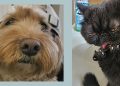 The Pet-Name Trend People Can't Resist