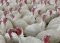 USDA Proposes Poultry Industry Changes to Cut Food Poisoning