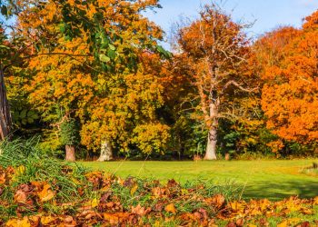 5 Things to do in the North Shore: November 4