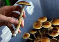 Colorado Voted to Decriminalize Psilocybin and Other Psychedelics