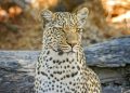 The Best Places In India To See Snow leopards In National Parks.