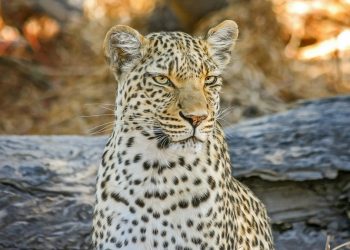 The Best Places In India To See Snow leopards In National Parks.
