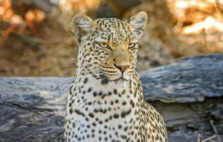 The Best Places In India To See Snow leopards In National Parks.